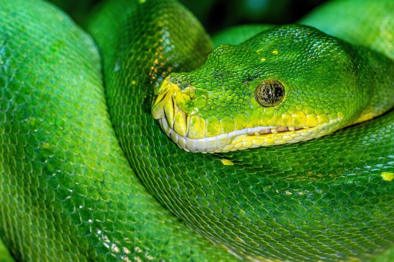 Green Living Image 2